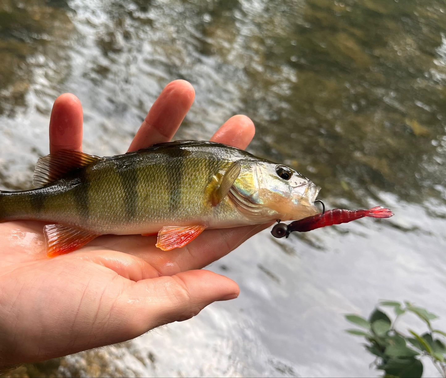 Crevette Pescador Fishing
