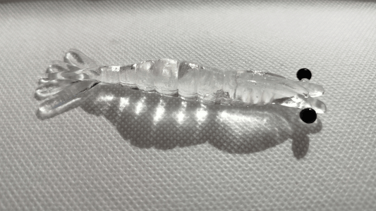 Crevette Pescador Fishing